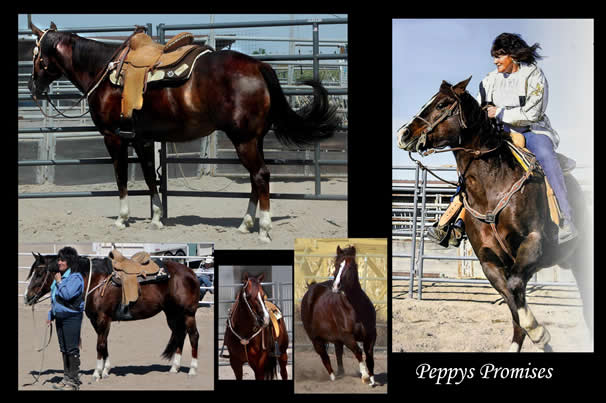 Black Hawke 2011 Blue Roan Stallion ~ Homozygous Roan ~ Standing at Stud
